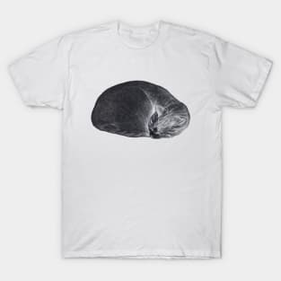 Rolled up lying, sleeping cat inversion T-Shirt